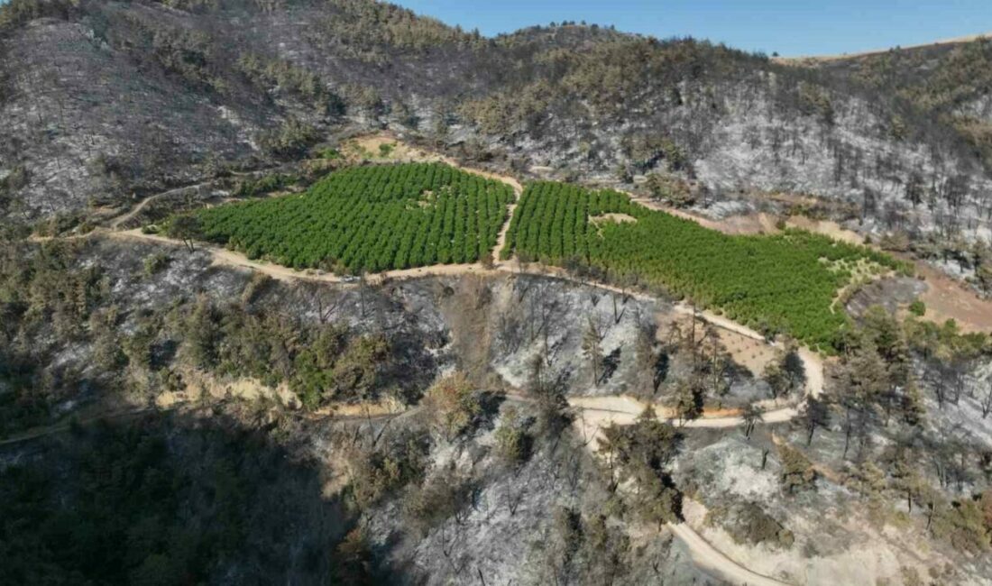 Türkiye’nin yüreğini yakan yangında yüzleri gülümseten görüntü Bursa’nın Gürsu ilçesinde çıkan orman yangınında griye dönen alanda bir