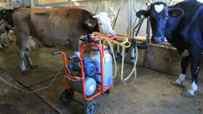 Tüm Süt, Et ve Damızlık Sığır Yetiştiricileri Birliği (TÜSEDAD), 1