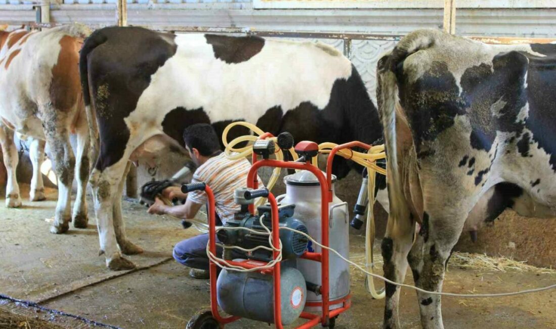 Tüm Süt, Et ve Damızlık Sığır Yetiştiricileri Derneği (TÜSEDAD), çiğ