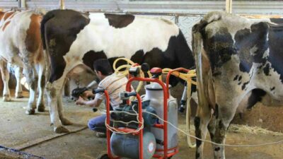 Tüm Süt, Et ve Damızlık Sığır Yetiştiricileri Derneği (TÜSEDAD), çiğ