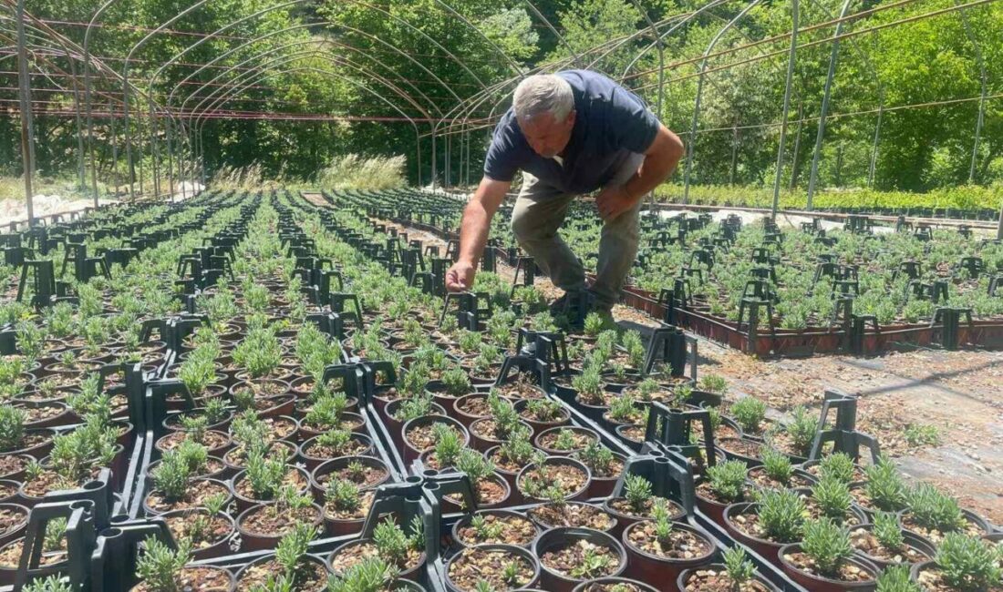 Bursa’nın Keles ilçesindeki Pınarcık Süs Bitkileri Tarımsal Kalkınma Kooperatifi, Uludağ