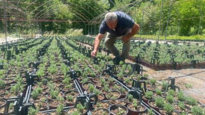 Bursa’nın Keles ilçesindeki Pınarcık Süs Bitkileri Tarımsal Kalkınma Kooperatifi, Uludağ