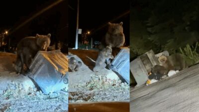 Türkiye’nin önemli turizm merkezlerinden biri olan Uludağ’da aç kalan ayı