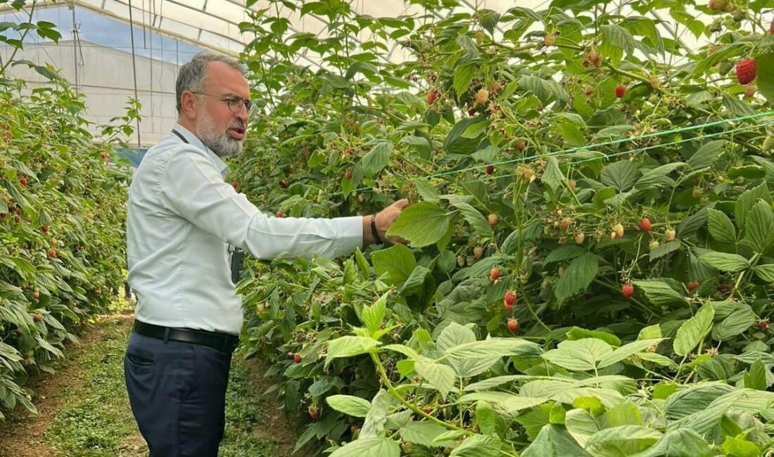 Uludağ’dan Sırbistan’a ahududu üretiminde uluslararası işbirliği adımı Bursa Ticaret ve Sanayi Odası (BTSO) öncülüğünde, 9-12 Temmuz 2025