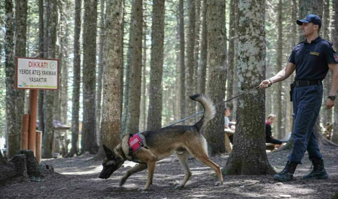 Uludağ’ın ormanlarında jandarmadan 24 saat motorize devriye Bursa’nın gözde turizm merkezlerinden Uludağ’da jandarma ekipleri, orman yangınlarına karşı