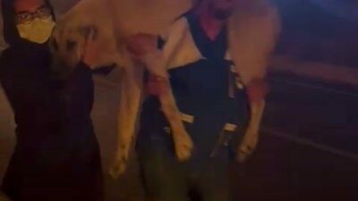 Bursa’nın Gürsu, Kestel ve Harmancık ilçelerinde çıkan orman yangınları sadece