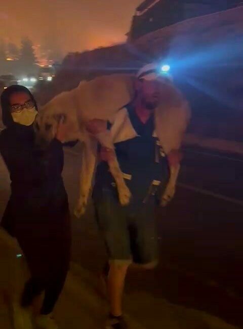 Yangın bölgesindeki hayvanların tahliyesi için seferber oldular Bursa’nın Gürsu, Kestel ve Harmancık ilçelerinde çıkan orman yangınları sadece