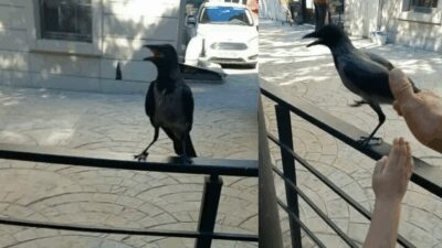 Bursalı esnaf Enver Koç, sokakta yaralı halde bulduğu kargayı kendi