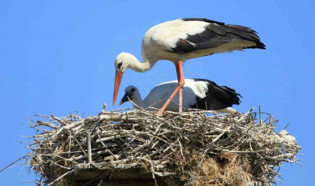 Bursa’nın Mustafakemalpaşa ilçesinin “Manda köyü” olarak bilinen Karaoğlan Köyü, bölgenin