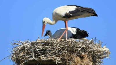 Bursa’nın Mustafakemalpaşa ilçesinin “Manda köyü” olarak bilinen Karaoğlan Köyü, bölgenin