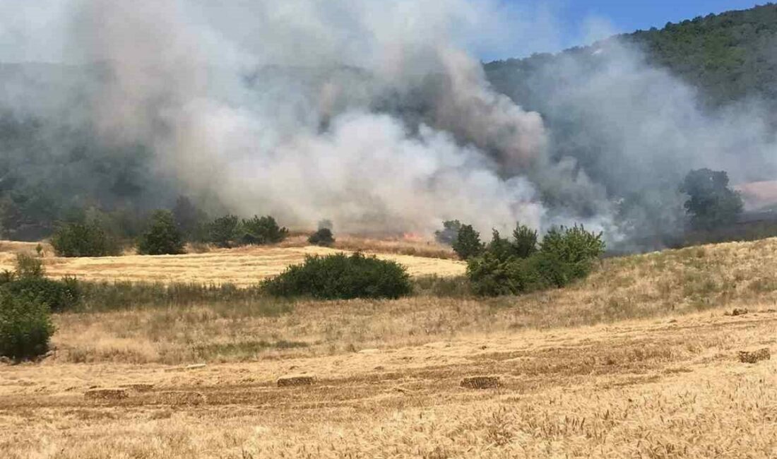 Bursa’nın Yenişehir ilçesinde buğday tarlasında çıkıp ormanlık alana sıçrayan yangına