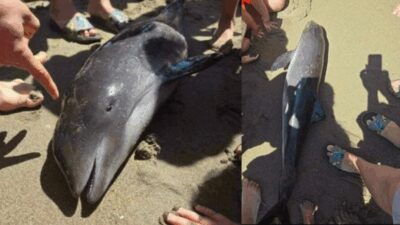 Bursa’nın Karacabey ilçesi Yeniköy Boğazı’nda karaya vuran cansız yunus, vatandaşlar