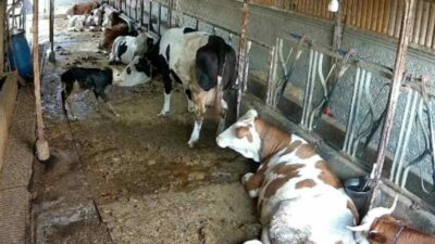 Balıkesir’de bir ahırda kendi başına doğum yapan inek ile buzağının