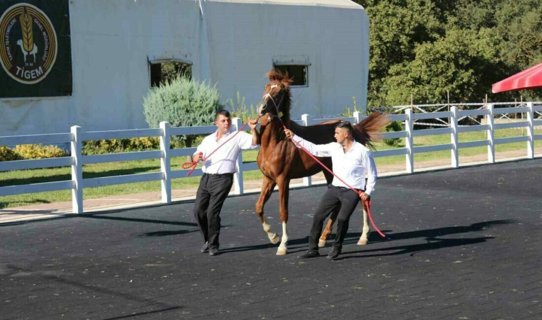 58 tay 25 milyon liraya satıldı Bursa’daki Karacabey Harası’nda 58 tayın satışından 25 milyon 225 bin