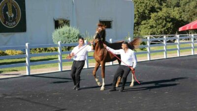 Bursa’daki Karacabey Harası’nda 58 tayın satışından 25 milyon 225 bin