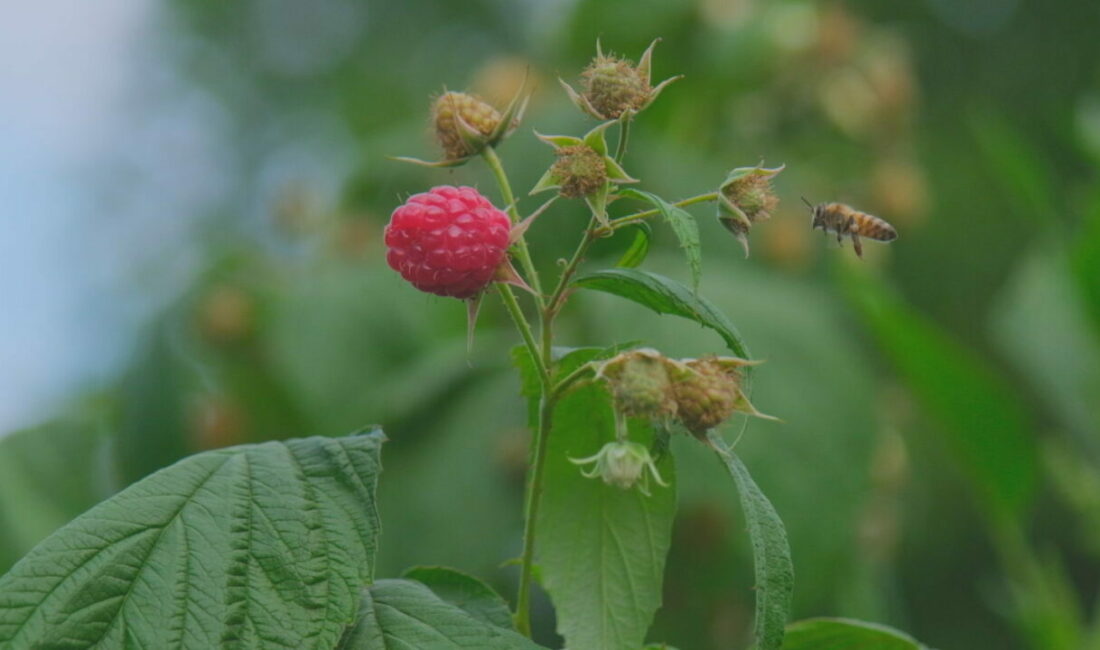 Ahududu, merkezi Bursa’da yok olmak üzere BURSA-Ahududu üretiminin yüzde 85’inin yapıldığı Bursa’nın Kestel ilçesinde bu orman