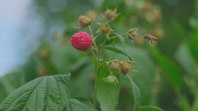 BURSA-Ahududu üretiminin yüzde 85’inin yapıldığı Bursa’nın Kestel ilçesinde bu orman