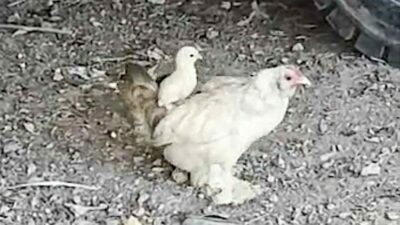 Tamirci dükkanında beslenen civcivin anne sırtındaki gezintisi gülümsetti. Hobi olarak