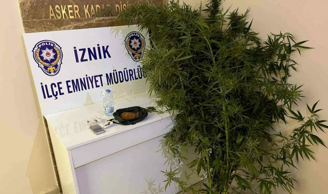 Bahçesinde hint keneviri yetiştiren kişiler tutuklandı İznik ilçesindeki bahçesinde hit keneviri yetiştiren M.K.ve E.A., çıkarıldığı mahkemece