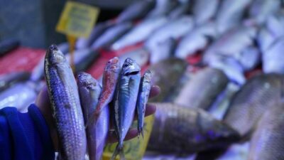 Tarım ve Orman Bakanlığı Balıkçılık ve Su Ürünleri Genel Müdürü Turgay