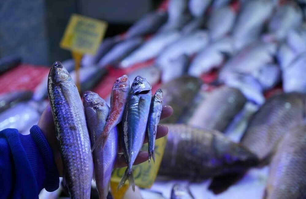 Balıkçılar sezona hamsi ve istavrit bolluğuyla girecek Tarım ve Orman Bakanlığı Balıkçılık ve Su Ürünleri Genel Müdürü Turgay