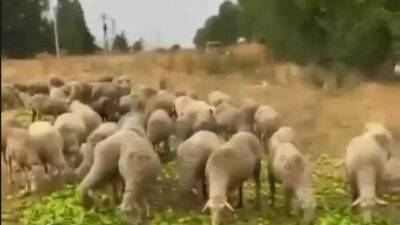 Bursa’nın Yenişehir ilçesinde biberlerin para etmediği için hayvanlara yedirildiği iddiasıyla