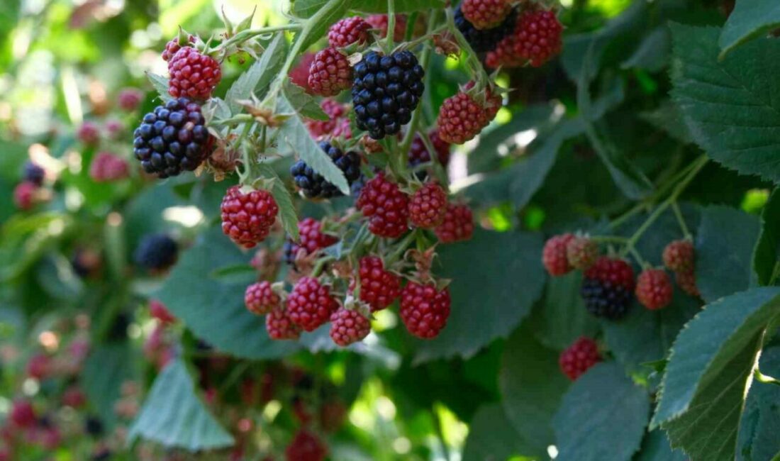 Böğürtlenin merkez üssünde hasat başladı Türkiye böğürtlen üretiminin önemli bölümünün karşılandığı Bursa’nın Kestel ilçesinde hasat