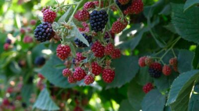 Türkiye böğürtlen üretiminin önemli bölümünün karşılandığı Bursa’nın Kestel ilçesinde hasat