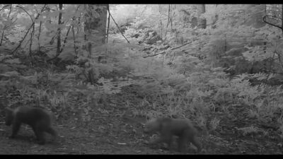 Bursa’da Bursa Doğa Koruma ve Milli Parklar (DKMP) Genel Müdürlüğü