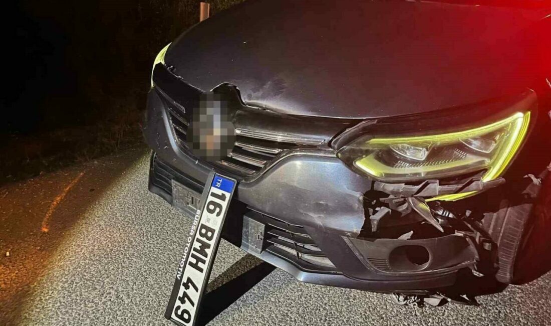 Bursa’da ayı ile çarpışan araç pert oldu, ayı telef oldu Bursa’da seyir halindeki sürücü, yola aniden çıkan ayıya çarptı. Kazada
