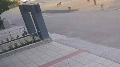 Bursa’da sokak ortasında iki kişi, sahipsiz köpeklerin saldırısına uğradı. Saldırıdan
