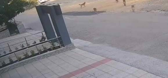 Bursa’da köpek saldırısından son anda kurtuldular Bursa’da sokak ortasında iki kişi, sahipsiz köpeklerin saldırısına uğradı. Saldırıdan