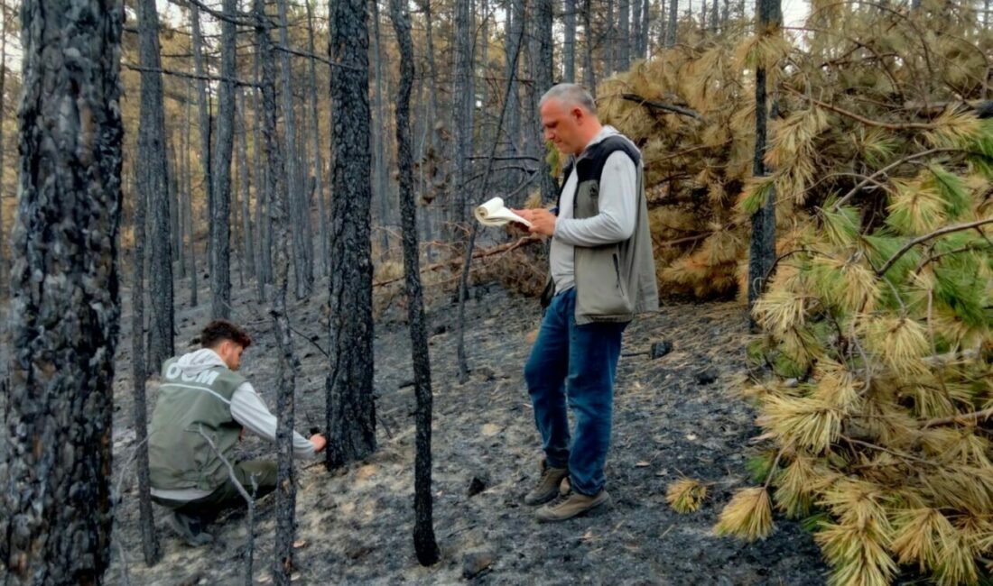 Bursa’da yanan ağaçları tek tek saydılar…Hem havadan hem karadan Bursa’nın Orhaneli ve Harmancık ilçelerinde yangın sonucu küle dönen yüzlerce