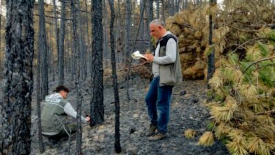 Bursa’nın Orhaneli ve Harmancık ilçelerinde yangın sonucu küle dönen yüzlerce