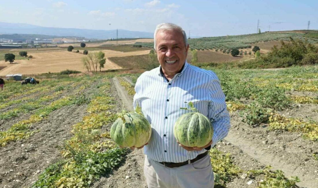 Bursa’nın ünlü Konaklı kavununda üretim iki kat arttı Bursa’nın tadı ve kokusuyla ünlü Konaklı kavununda üretim bu sene