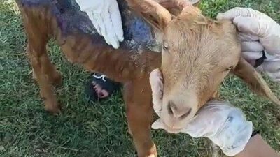 Hayvan Hakları Federasyonu (HAYTAP) Çanakkale’de çıkan orman yangınları sonrası bölgeye