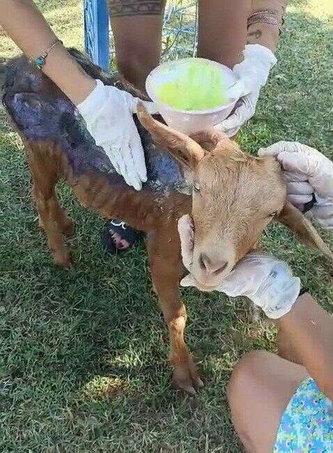Çanakkale’de orman yangınında yanan keçi Emekli Hayvanlar Çiftliği’nde tedavi altına alındı Hayvan Hakları Federasyonu (HAYTAP) Çanakkale’de çıkan orman yangınları sonrası bölgeye