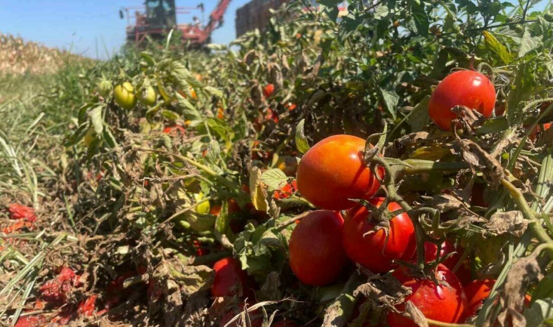 Ekim alanı daralan domateste fiyatlar çiftçi lehine 3’e katladı Türkiye salçalık domates üretiminin yaklaşık yarısının yetiştirildiği Bursa’nın Karacabey ilçesinde