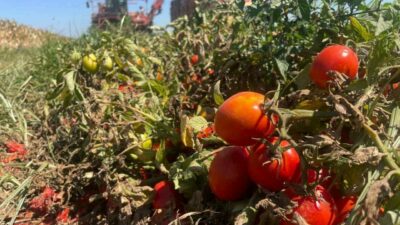 Türkiye salçalık domates üretiminin yaklaşık yarısının yetiştirildiği Bursa’nın Karacabey ilçesinde