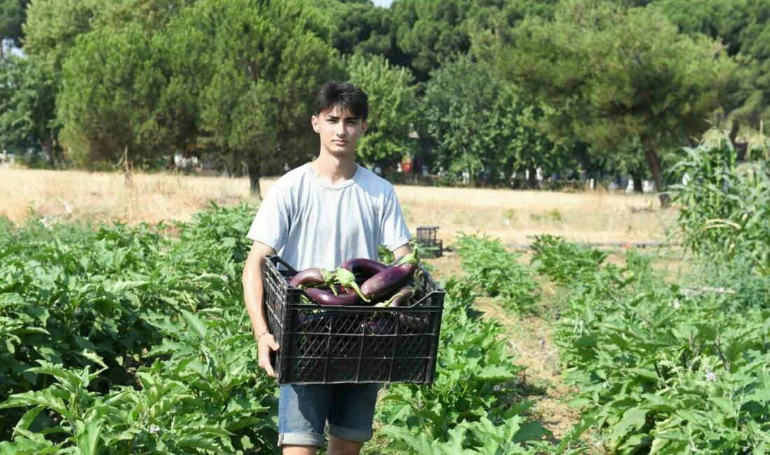 Gazi Tarım’da hasat zamanı Osmangazi Belediyesi iştiraki Gazi Tarım A.Ş. 130 çeşit yerel ve