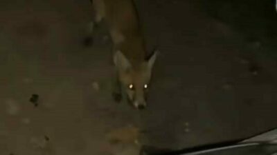 Bursa’nın İnegöl ilçesinde sürücünün aracının yanına gelen tilkiyi cipsle beslemesi