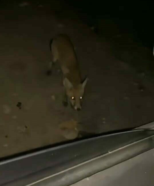 İnegöl’de sürücü tilkiyi cipsle besledi Bursa’nın İnegöl ilçesinde sürücünün aracının yanına gelen tilkiyi cipsle beslemesi