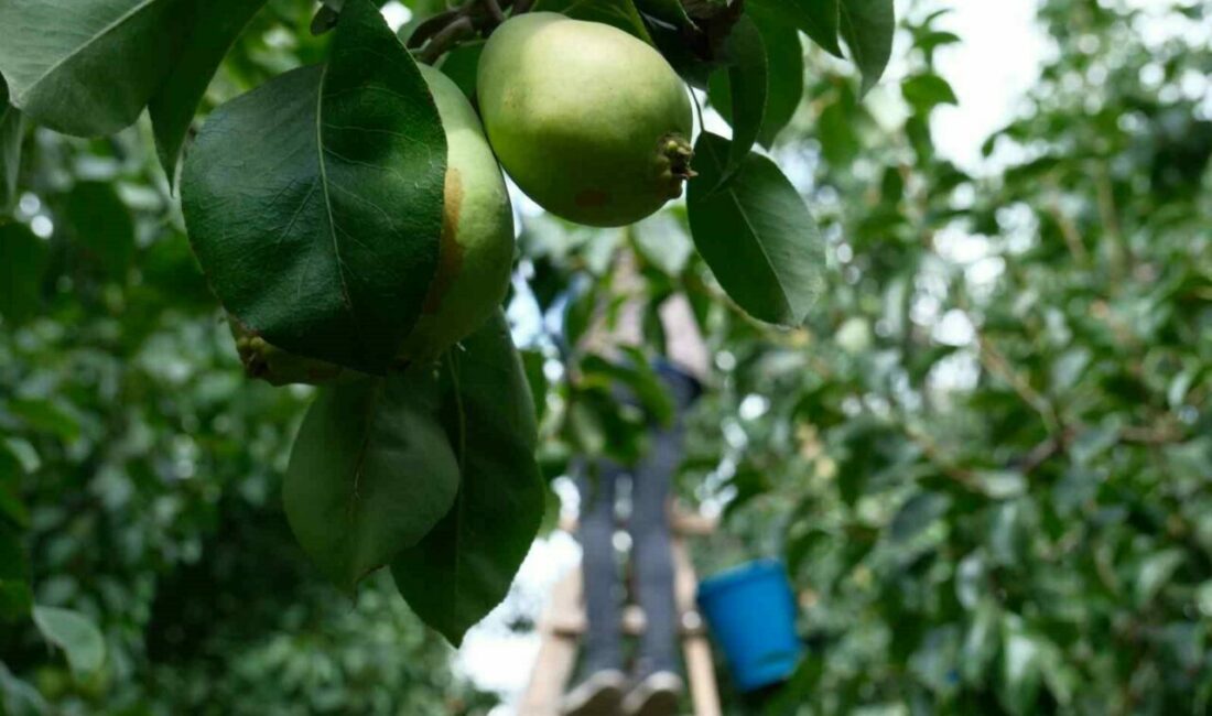 İtalyanlardan öğrenen Bursalı çiftçiler İtalyanları geride bıraktı Armutta “santa maria” çeşidini İtalyanlardan öğrenen Bursalı çiftçiler, dekara aldıkları