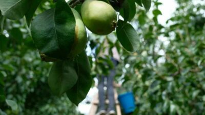 Armutta “santa maria” çeşidini İtalyanlardan öğrenen Bursalı çiftçiler, dekara aldıkları