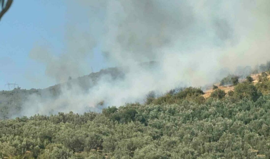 Bursa’nın İznik ilçesinde ormanlık alanda yangın çıktı. Bursa’nın İznik ilçesinin