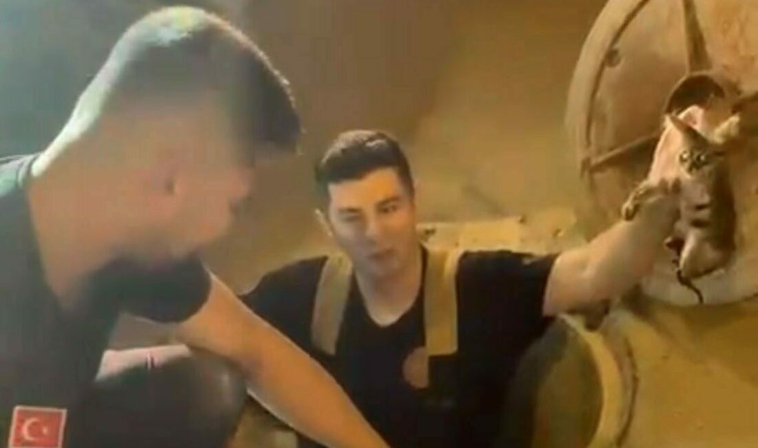 Kanalizasyonda mahsur kalan kedi böyle kurtarıldı Bursa’da kanalizasyon borusunda mahsur kalan kedi, itfaiye ekiplerinin titiz çalışmasıyla