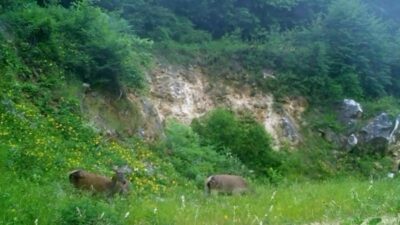Bursa’nın doğal zenginlikleri, bu kez yaban hayatı izleme çalışmaları sırasında