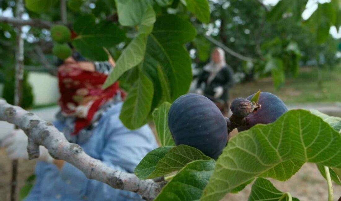 Kraliçe incirinde hasat ve ihracat başladı Bursa’nın AB’den coğrafi işaret tescilli Bursa siyahı incirinde hasat ve ihracat