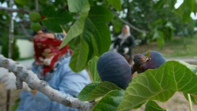 Bursa’nın AB’den coğrafi işaret tescilli Bursa siyahı incirinde hasat ve ihracat