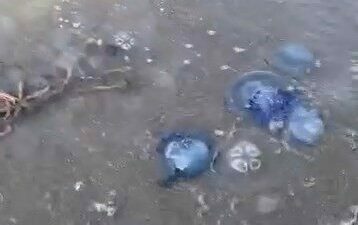 Bursa’nın Gemlik ilçesi sahilini saran mavi renkli denizanaları vatandaşları tedirgin